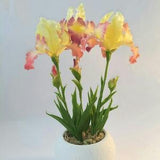 Irises the pot,Polymer clay flower,Cold porcelain flower,Real touch flower arrangement,Potted Plant Artificial,Romantic gifts for her