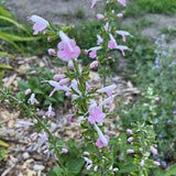 Hummingbird Salvia Coral Nymph, 50 seeds from 2022