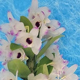 Dendrobium Nobile orchid live plant~dendrobium love memory Fizz