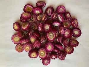 Dried Flowers 50 STRAWFLOWERS  Pink  crafting Natural color WREATHS, DECOR prim