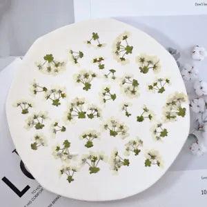 12PCS real Pressed Thunberg Spiraea flower, tiny floral with leaves stem FHT22