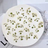 12PCS real Pressed Thunberg Spiraea flower, tiny floral with leaves stem FHT22