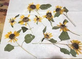 Sunflowers Flattened Yellow Black Centers 20 Assorted Sizes Crafts Decoupage