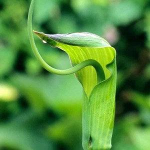 Rare Arisaema Tortuosum Seeds (Whipcord Cobra Lily Seeds)