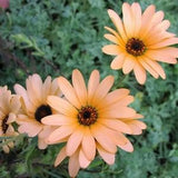 20 seeds African Daisy - Salmon