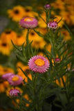 Strawflower Seeds Flower Delivery