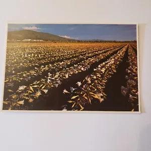 Easter Lily Capitol Postcard Vintage Agriculture Farm Northern California Field