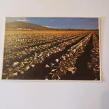 Easter Lily Capitol Postcard Vintage Agriculture Farm Northern California Field