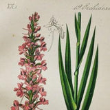 Fragrant Orchid Print - Original Antique Botanical 1880s - Gymnadenia conopsea (plant flower seed orchidaceae chalk pink purple europe)