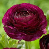 Ranunculus Purple corms (Renoncule asiaticus) Tomer dwarf ranunculus for pots, beautiful perennial flowers for bouquets, easy to grow