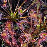 Carnivorous Plant Seeds 15 Water Sundew (Drosera intermedia) REAL SEEDS