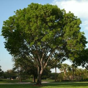 100 Dalbergia Sissoo Seeds - shisham jacaranda, sheesham wood, shisham wood, indian rosewood