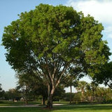 100 Dalbergia Sissoo Seeds - shisham jacaranda, sheesham wood, shisham wood, indian rosewood
