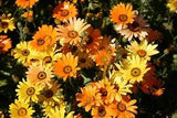 African Daisy Seeds, Heirloom Flower Seed, Annual Wildflower Easy To Grow, 75ct