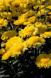 Chrysanthemum 'Yellow Pennine Oriel' Flower Delivery