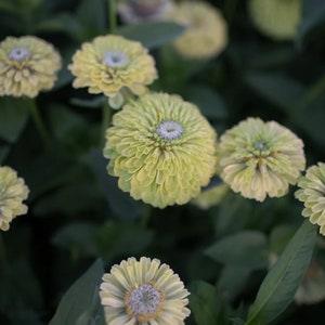 20 Queeny Lime  Zinnia Seeds / Cut Flower / Container Gardening / Heirloom Seeds / English Garden / Wildflowers / Elegans / Cottage