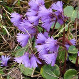 SNOWBELL Soldanella Alpina Hardy Perennial Alpine, 20 Seeds