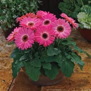 BIN#2R7D6 Gerbera Daisy Seeds Majorette Pink Halo 15 Seeds Early Blooming