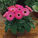 BIN#2R7D6 Gerbera Daisy Seeds Majorette Pink Halo 15 Seeds Early Blooming