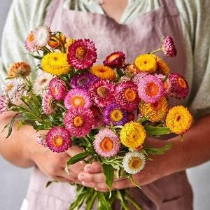 50+ Beautiful Strawflowers Mixed color seeds