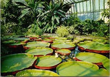 Victoria Longwood Hybrid Water Lilies Bloom Aquatic Botanic Garden Edinburgh SCT