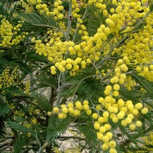 100 Mimosa Pudica or Sensitive Plant Flower Seeds. Open Pollinated, Annual, GMO Free, Untreated.