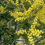 100 Mimosa Pudica or Sensitive Plant Flower Seeds. Open Pollinated, Annual, GMO Free, Untreated.