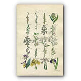 1914 Sowerby Antique Botanical Print, Lady's Tresses, Bird's Nest Orchid, Helleborine, Bog Orchis, Yellow Iris Plate 63 (Plants 1241 - 1260)