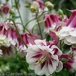 Giant Pink Petticoat Columbine SEEDS  attracts Butterflies Bees Pollinators cut flowers bouquet Dizzy Bees Urban Food garden