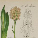 Globe Orchid or Round Headed Orchid - Orchis globosa - Original Antique Botanical Print 1880s,orchidaceae,orchideae,old,plant,Traunsteinera