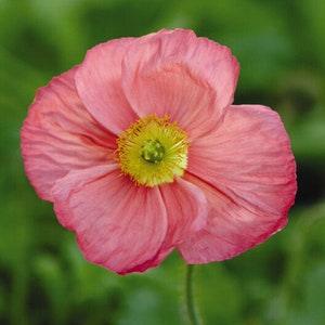 50+ Iceland Poppies Champagne Bubbles Pink / Cooler Climates / Papaver nudicaule / Flower Seeds / English Garden / Wildflowers / Cottage