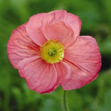 50+ Iceland Poppies Champagne Bubbles Pink / Cooler Climates / Papaver nudicaule / Flower Seeds / English Garden / Wildflowers / Cottage