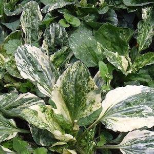 20 Seeds-Variegated Plantain Plant Seeds- Medicinal Perennial-Broadleaf plantain-Plantago major Variegata--J053