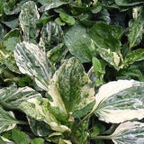 20 Seeds-Variegated Plantain Plant Seeds- Medicinal Perennial-Broadleaf plantain-Plantago major Variegata--J053