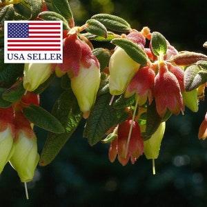 Brachyotum ledifolium seeds - Snow White Princess Flower, Pucachaglla - 10 Seeds