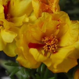 100+ Yellow Moss Rose Flower Seeds- Moss Rose Yellow Flower-Yellow Portulaca Grandiflora-B489
