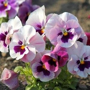 30 seeds Pansy ??Tutti Frutti?? Giant Pansy mix - Viola Hybrida