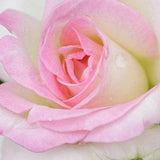 Pink White roses seeds - 20 seeds - code 361