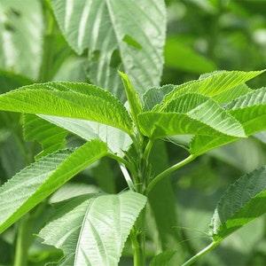 LARGE PACKET 400+ Seeds of Edewu| Ayoyo | Rau Day | Saluyot | Non_GMO Leafy Green Active