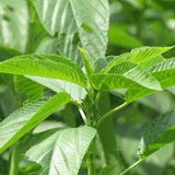 LARGE PACKET 400+ Seeds of Edewu| Ayoyo | Rau Day | Saluyot | Non_GMO Leafy Green Active