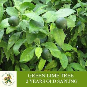 Lime Sapling, Grafted Ready to Plant, Tuberous Soil, 2 Years Old, Abundant Fruiting, Green Lime Tree, For Pot and Garden - Heirloom