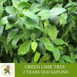 Lime Sapling, Grafted Ready to Plant, Tuberous Soil, 2 Years Old, Abundant Fruiting, Green Lime Tree, For Pot and Garden - Heirloom