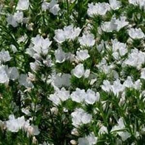 50 Rare Viper's Bugloss  White Flower Seeds- Echium Plantagineum -White Bedder- Bright Biennial Flower!/Rich in Nectar/ FL791