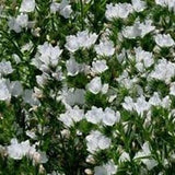 50 Rare Viper's Bugloss  White Flower Seeds- Echium Plantagineum -White Bedder- Bright Biennial Flower!/Rich in Nectar/ FL791