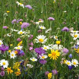 Meadow Mixture Seeds, Flower Seeds