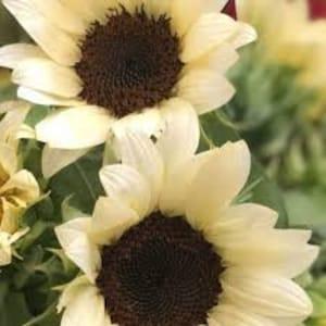 White Nite Sunflower - Helianthus Sunflower(10 seeds/pack)/ Polenless White Sunflower/ Attract Birds Sunflower /Untreated Sunflower Seeds