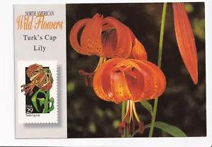 Vintage Postcard Continental Turk's Cap Lily Stamp Collector Series
