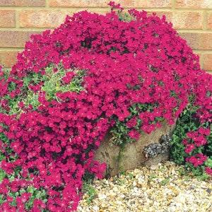 100 Pcs Red Rockcress Cascading Seeds-Mat forming  Perennial Ground Cover-Aubrieta Cultorum / (FL183)
