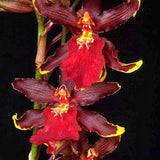Odontocidium orchid living starter plant-O.Wildcat Bobcat-seedling plug~Oncidium~pansy orchid