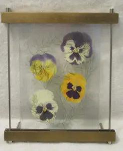 Dried Pressed Pansies in Floating Frame: 9.0" X 10.5"